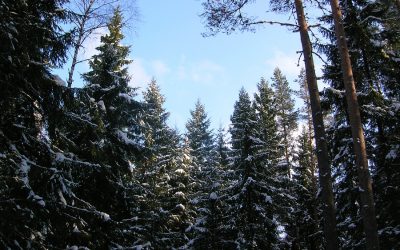 De ruta por los bosques nevados de Estonia